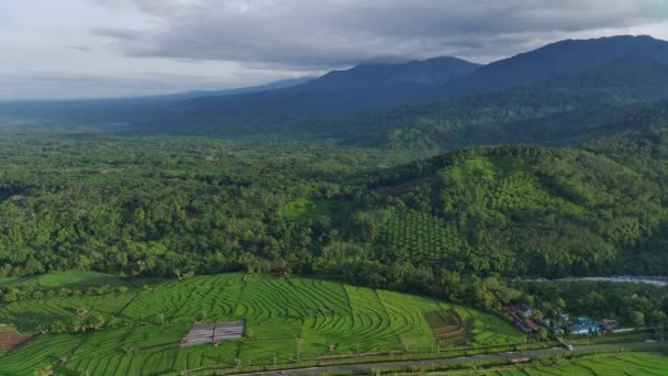 Красивый Вид Утром Indonesia Панорама Пейзаж Рисовые Поля Красотой Цвета — стоковое видео
