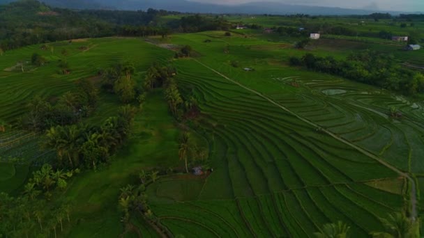 美しい朝の景色インドネシアパノラマ美しい色と空の自然光を持つ風景水田 — ストック動画
