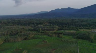 Beautiful morning view indonesia Panorama Landscape paddy fields with beauty color and sky natural light