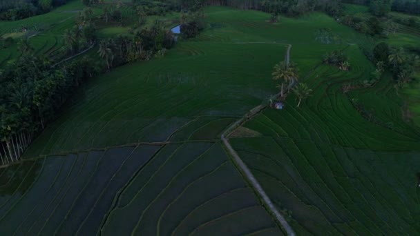 Красивый Вид Утром Indonesia Панорама Пейзаж Рисовые Поля Красотой Цвета — стоковое видео