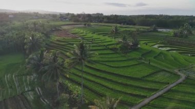 Beautiful morning view indonesia Panorama Landscape paddy fields with beauty color and sky natural light