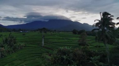 Beautiful morning view indonesia Panorama Landscape paddy fields with beauty color and sky natural light