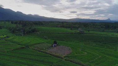 Beautiful morning view indonesia Panorama Landscape paddy fields with beauty color and sky natural light