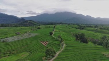 Beautiful morning view indonesia Panorama Landscape paddy fields with beauty color and sky natural light
