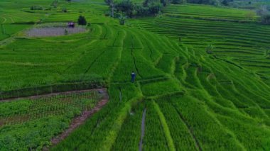 Beautiful morning view indonesia Panorama Landscape paddy fields with beauty color and sky natural light