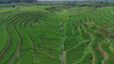 Beautiful morning view indonesia Panorama Landscape paddy fields with beauty color and sky natural light