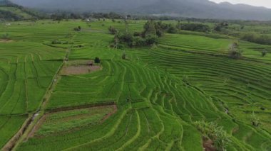 Beautiful morning view indonesia Panorama Landscape paddy fields with beauty color and sky natural light