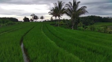 Beautiful morning view indonesia Panorama Landscape paddy fields with beauty color and sky natural light