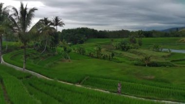 Beautiful morning view indonesia Panorama Landscape paddy fields with beauty color and sky natural light