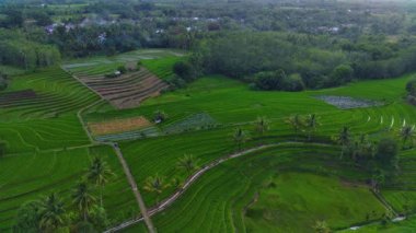 Beautiful morning view indonesia Panorama Landscape paddy fields with beauty color and sky natural light