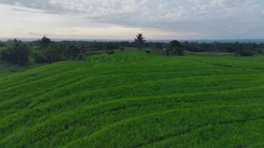 Beautiful morning view indonesia Panorama Landscape paddy fields with beauty color and sky natural light