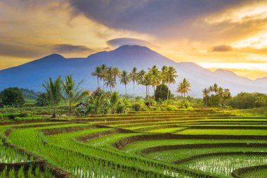 Beautiful morning view indonesia Panorama Landscape paddy fields with beauty color and sky natural light