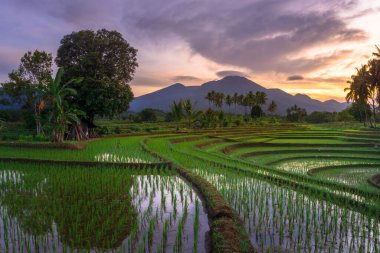 Beautiful morning view indonesia Panorama Landscape paddy fields with beauty color and sky natural light