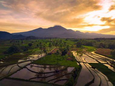 Beautiful morning view indonesia Panorama Landscape paddy fields with beauty color and sky natural light