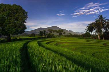 Beautiful morning view indonesia Panorama Landscape paddy fields with beauty color and sky natural light