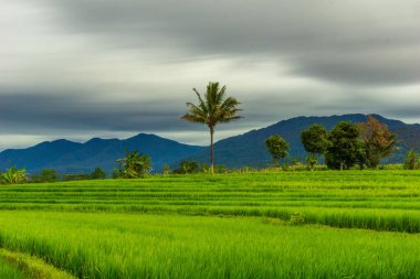 Beautiful morning view indonesia Panorama Landscape paddy fields with beauty color and sky natural light