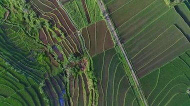 Beautiful morning view indonesia Panorama Landscape paddy fields with beauty color and sky natural light
