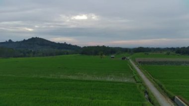 Beautiful morning view indonesia Panorama Landscape paddy fields with beauty color and sky natural light