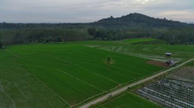 Beautiful morning view indonesia Panorama Landscape paddy fields with beauty color and sky natural light