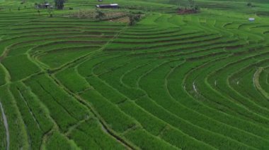 Beautiful morning view indonesia Panorama Landscape paddy fields with beauty color and sky natural light