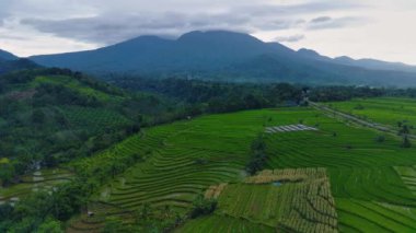 Beautiful morning view indonesia Panorama Landscape paddy fields with beauty color and sky natural light