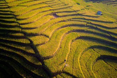 Beautiful morning view indonesia Panorama Landscape paddy fields with beauty color and sky natural light
