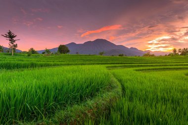 Beautiful morning view indonesia panorama landscape paddy fields with beauty color and sky natural light