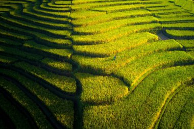 Beautiful morning view indonesia Panorama Landscape paddy fields with beauty color and sky natural light