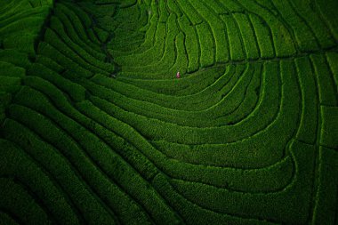Beautiful morning view indonesia Panorama Landscape paddy fields with beauty color and sky natural light