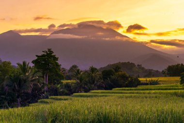 Beautiful morning view indonesia Panorama Landscape paddy fields with beauty color and sky natural light