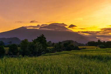 Beautiful morning view indonesia Panorama Landscape paddy fields with beauty color and sky natural light