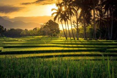 Beautiful morning view indonesia Panorama Landscape paddy fields with beauty color and sky natural light
