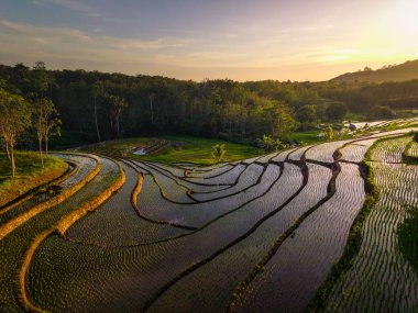 Beautiful morning view indonesia panorama landscape paddy fields with beauty color and sky natural light