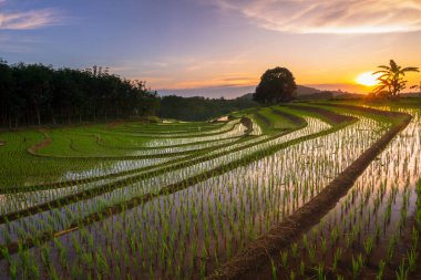 Beautiful morning view indonesia panorama landscape paddy fields with beauty color and sky natural light