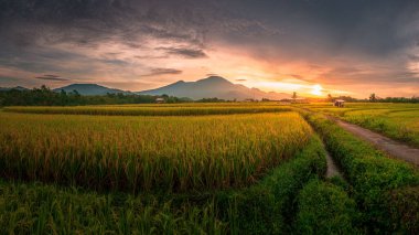 Beautiful morning view indonesia Panorama Landscape paddy fields with beauty color and sky natural light