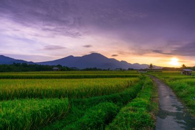 Beautiful morning view indonesia Panorama Landscape paddy fields with beauty color and sky natural light