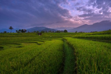 Beautiful morning view indonesia Panorama Landscape paddy fields with beauty color and sky natural light
