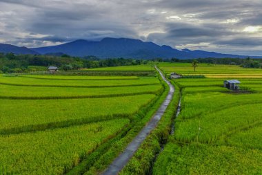 Beautiful morning view indonesia Panorama Landscape paddy fields with beauty color and sky natural light