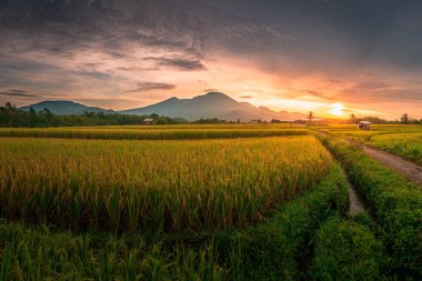 Beautiful morning view indonesia Panorama Landscape paddy fields with beauty color and sky natural light