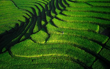 Beautiful morning view indonesia Panorama Landscape paddy fields with beauty color and sky natural light
