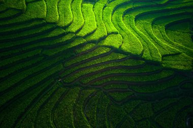 Beautiful morning view indonesia Panorama Landscape paddy fields with beauty color and sky natural light