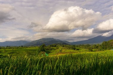 Beautiful morning view indonesia Panorama Landscape paddy fields with beauty color and sky natural light