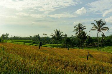 Beautiful morning view indonesia Panorama Landscape paddy fields with beauty color and sky natural light