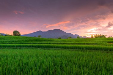 Beautiful morning view indonesia panorama landscape paddy fields with beauty color and sky natural light