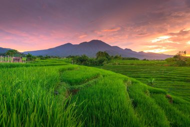 Beautiful morning view indonesia panorama landscape paddy fields with beauty color and sky natural light