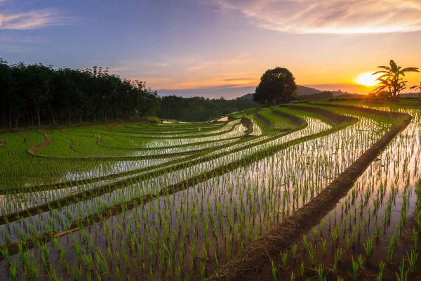 Beautiful Morning View Indonesia Panorama Landscape Paddy Fields Beauty Color — Fotografia de Stock