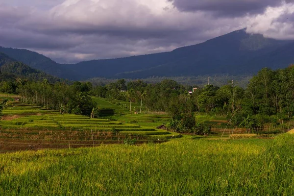 Kaunis Aamu Näkymä Indonesia Panorama Maisema Paddy Kentät Kauneus Väri — kuvapankkivalokuva