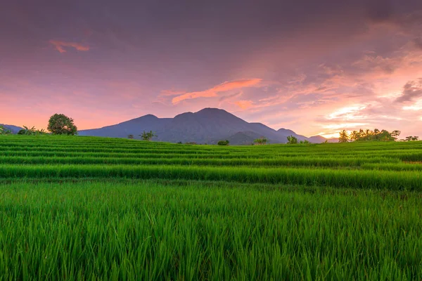 Vacker Morgon Utsikt Indonesien Panorama Landskap Paddy Fält Med Skönhet — Stockfoto