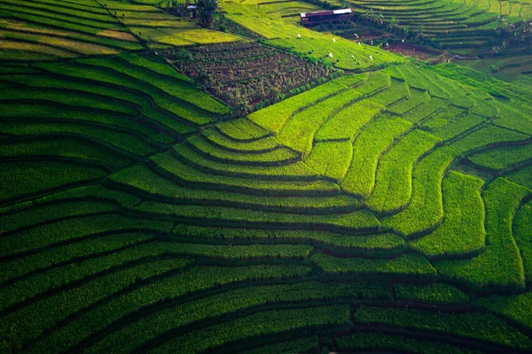 Vacker Morgon Utsikt Indonesien Panorama Landskap Paddy Fält Med Skönhet Stockfoto