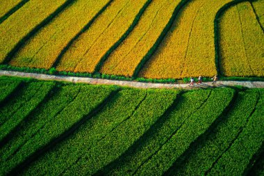 Beautiful morning view indonesia Panorama Landscape paddy fields with beauty color and sky natural light